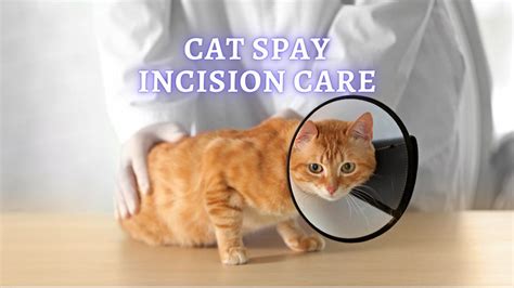 healed spay incision cat|Cat Spay Incision Healing Process and Care (Vet。